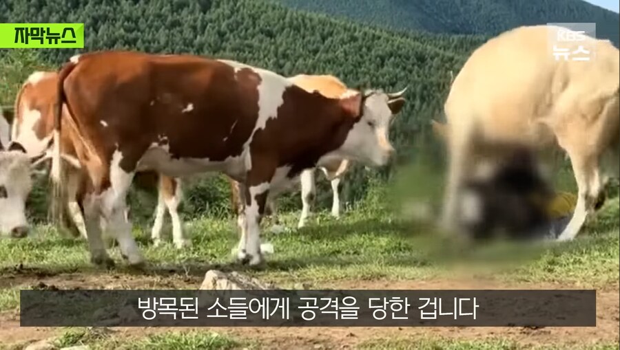 중국에서 소 괴롭히다가 소들한테 다구리맞은 중국인 ㅋㅋㅋㅋㅋㅋㅋㅋㅋ_8.jpg