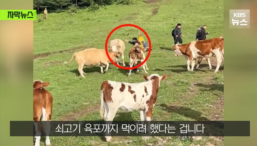 중국에서 소 괴롭히다가 소들한테 다구리맞은 중국인 ㅋㅋㅋㅋㅋㅋㅋㅋㅋ_13.jpg