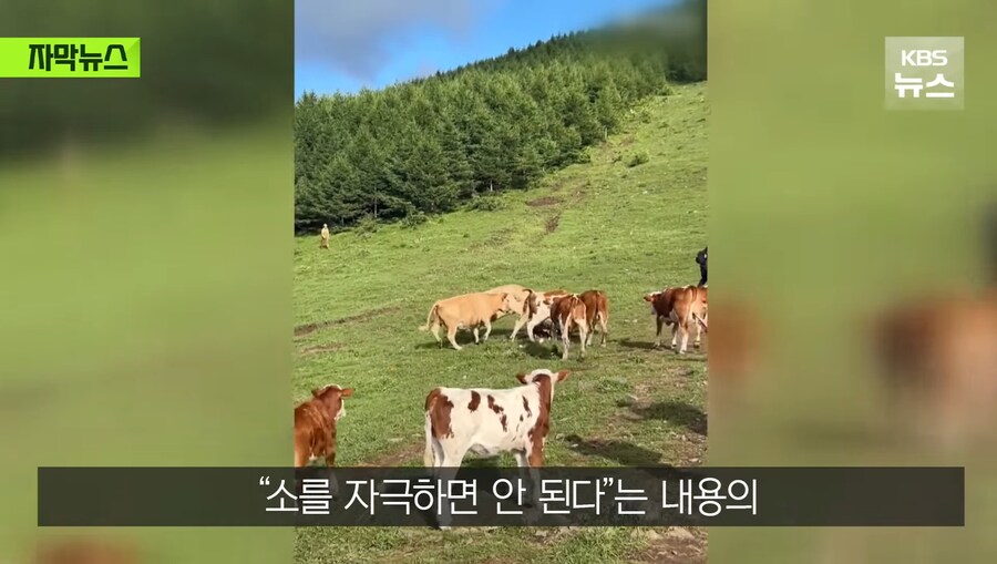 중국에서 소 괴롭히다가 소들한테 다구리맞은 중국인 ㅋㅋㅋㅋㅋㅋㅋㅋㅋ_18.jpg
