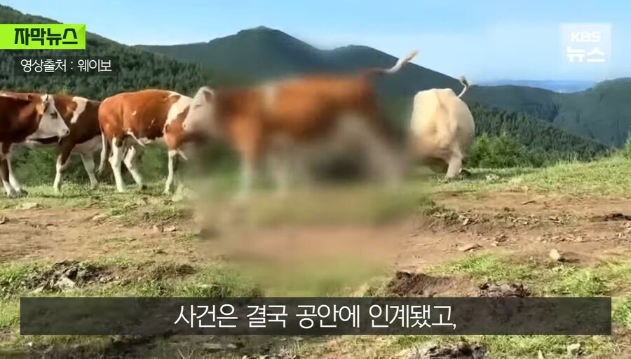 중국에서 소 괴롭히다가 소들한테 다구리맞은 중국인 ㅋㅋㅋㅋㅋㅋㅋㅋㅋ_20.jpg