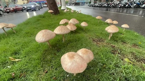 태풍이 지난간 대만 가오슝거리_4.webp