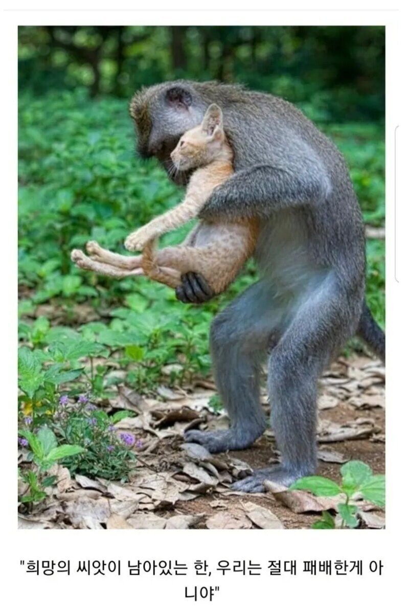 젠장... 그 때 귤을 받는게 아니였는데..._2.jpg