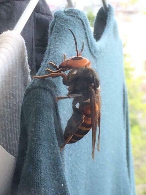 어이없는 장수말벌 크기체감_1.jpg