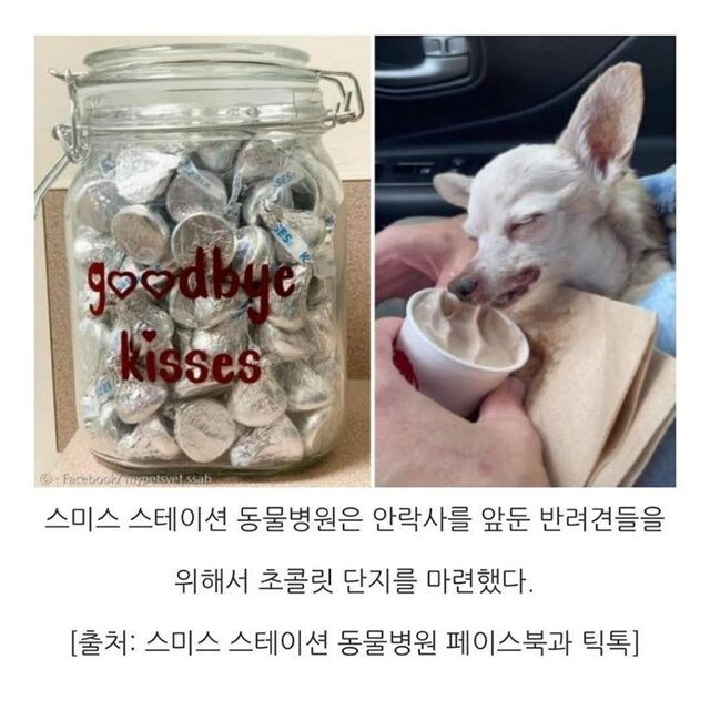 동물병원에 초콜릿 단지가 비치되어 있던 이유.jpg_5.jpg