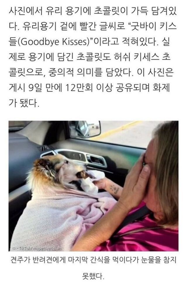 동물병원에 초콜릿 단지가 비치되어 있던 이유.jpg_6.jpg
