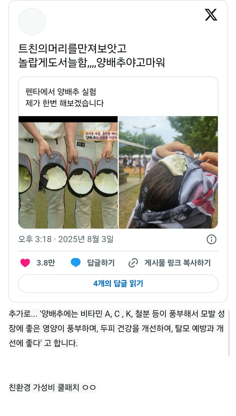 아낌없이 주는 양배추_3.webp