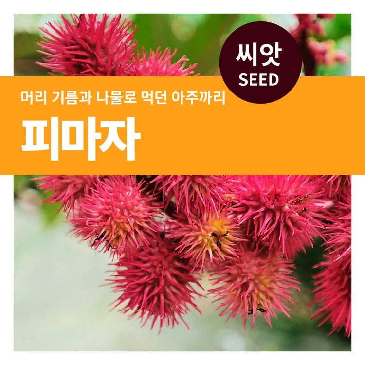주변에서 흔하게 볼 수 있지만 맹독성인 식물_1.webp