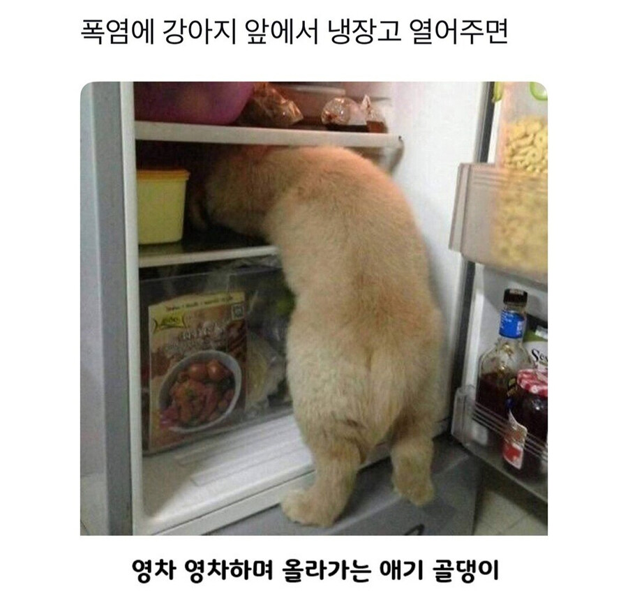 너무 더웠던 시골 강아지_1.jpg