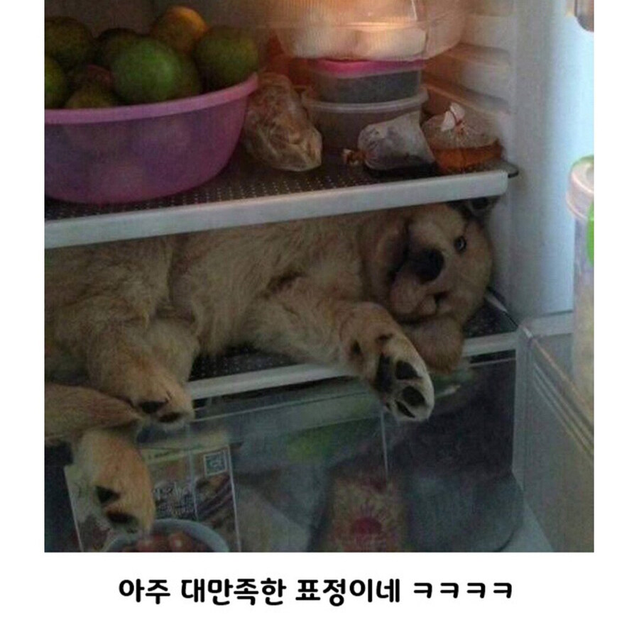 너무 더웠던 시골 강아지_2.jpg