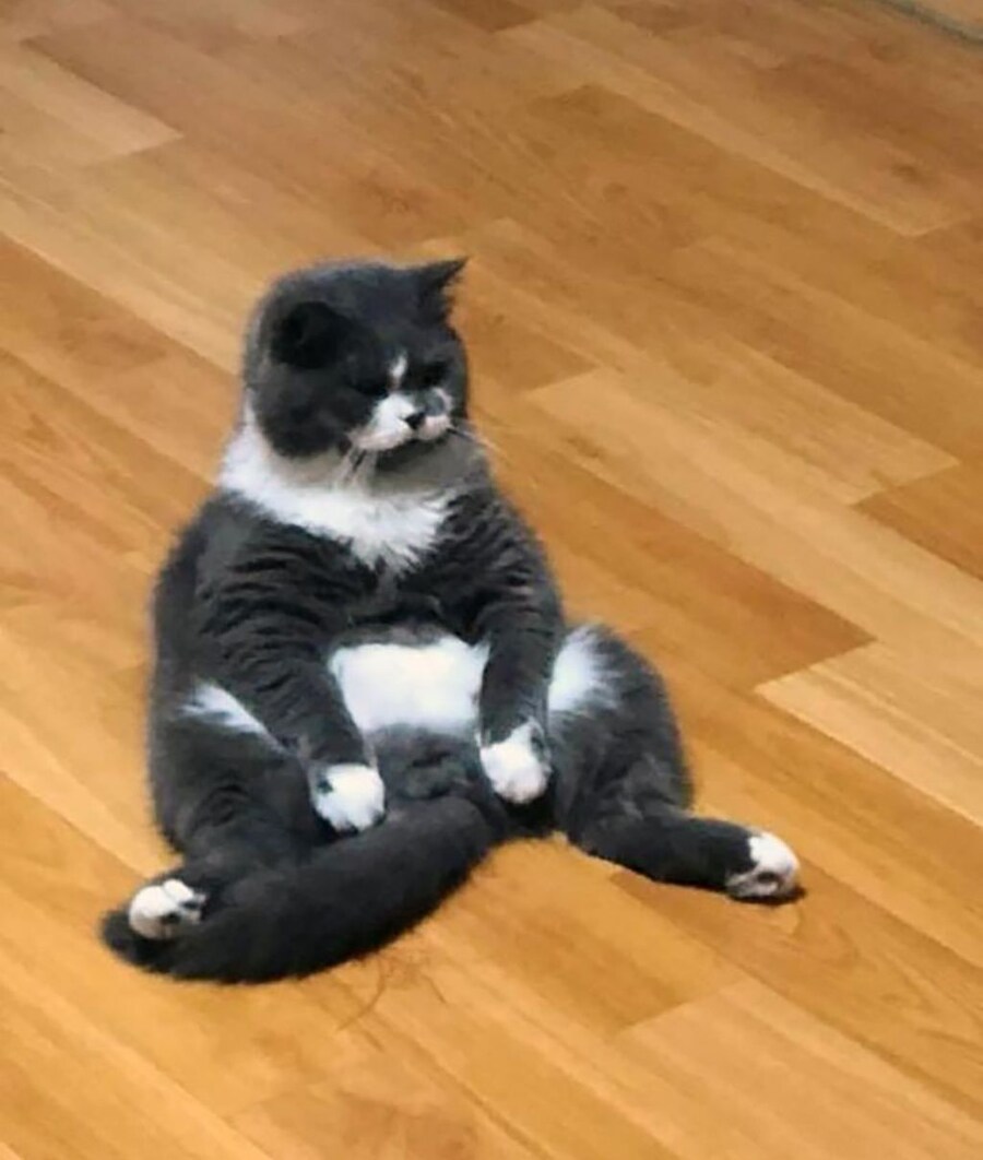 엄마한테 혼나고 대치 중인 고양이.jpg_2.jpg