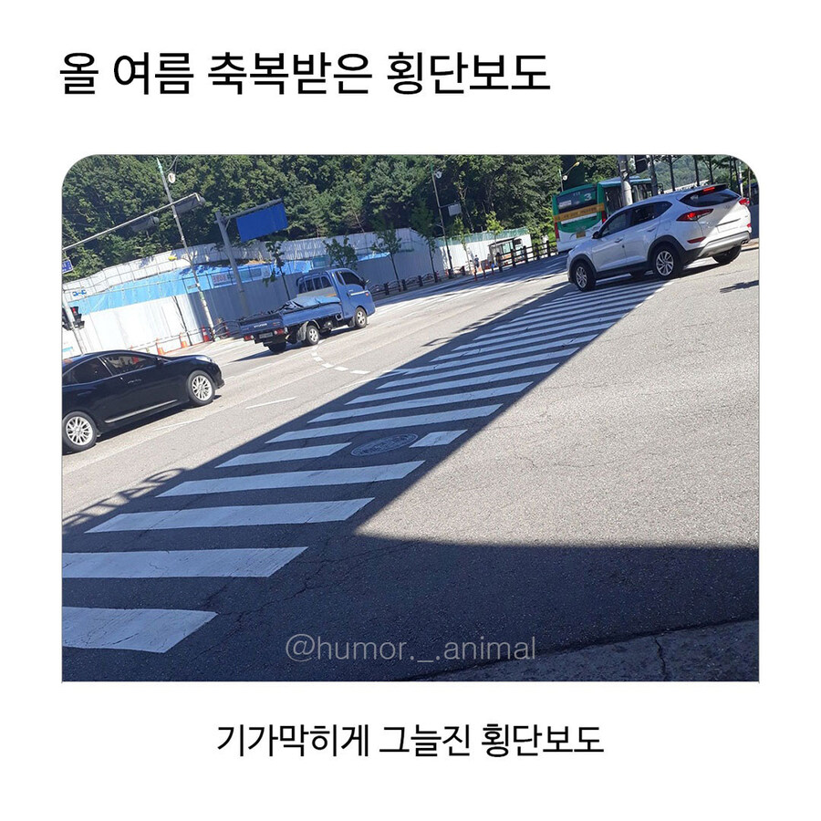 올 여름 신이 내려주신 횡단보도.jpg_1.jpg