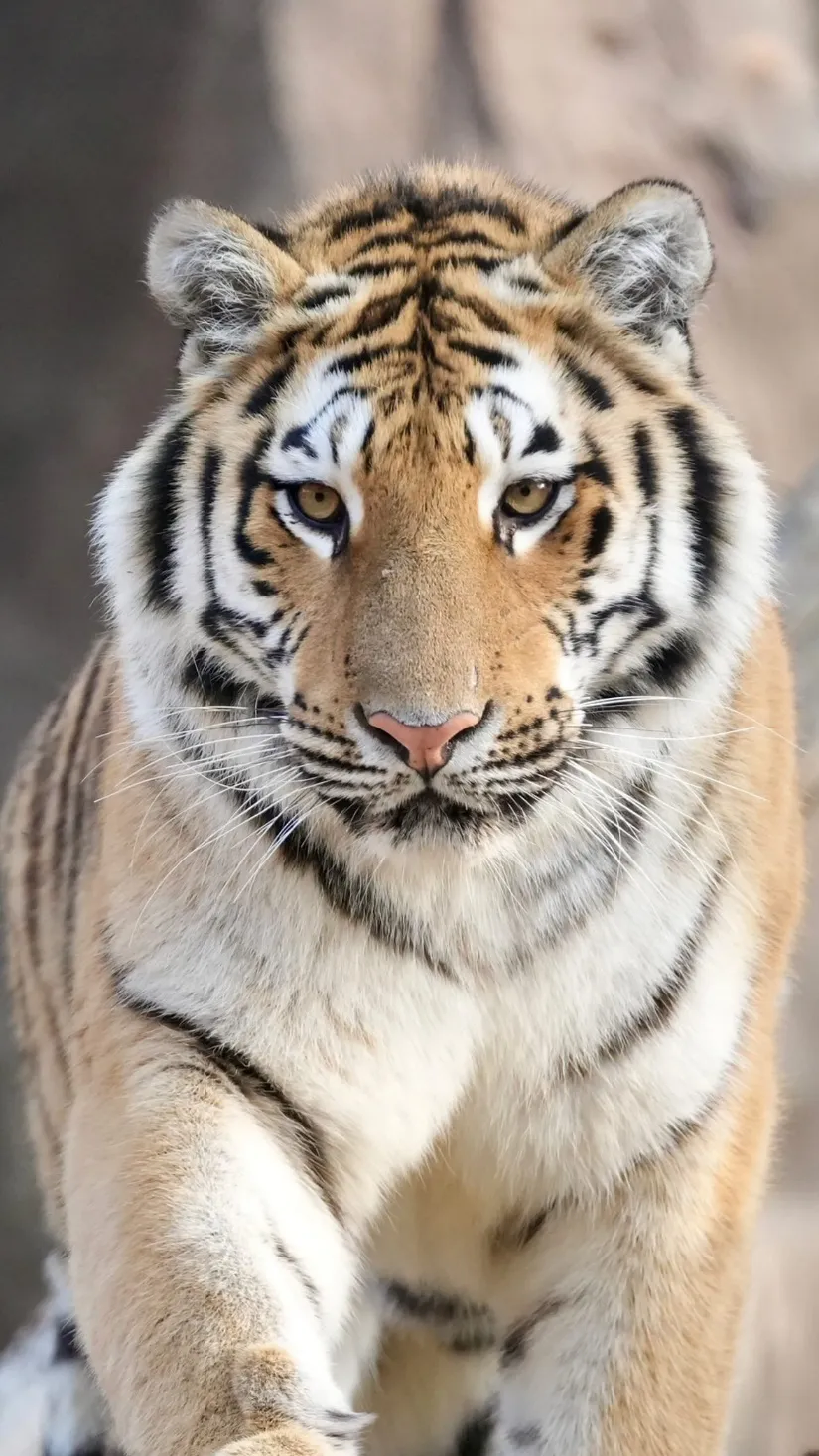 암행어사들이 왜 강한지 알아?_1.webp