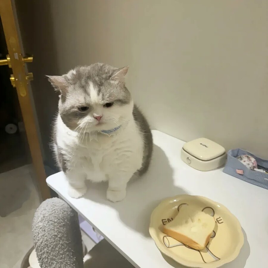 고양이: 미안하게 됐어... 폭신해 보이더라고 _1.jpg