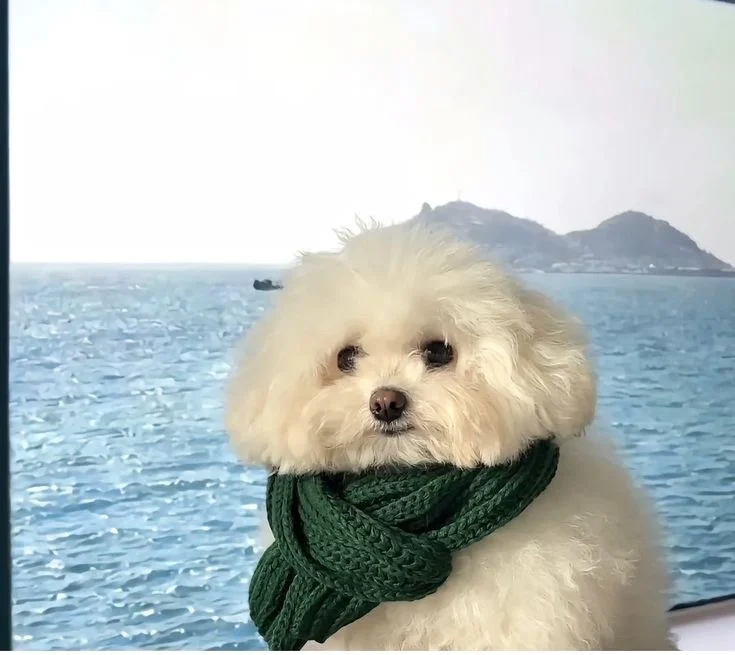 강아지 바다 배경 합성사진 촬영 현장.jpg_1.webp