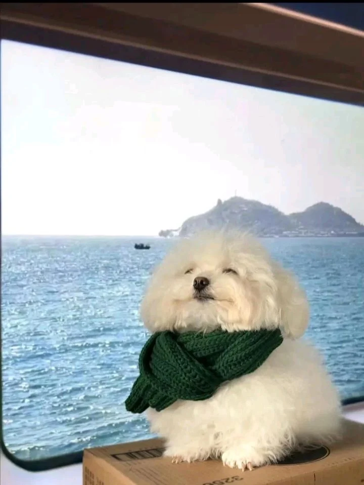 강아지 바다 배경 합성사진 촬영 현장.jpg_3.webp