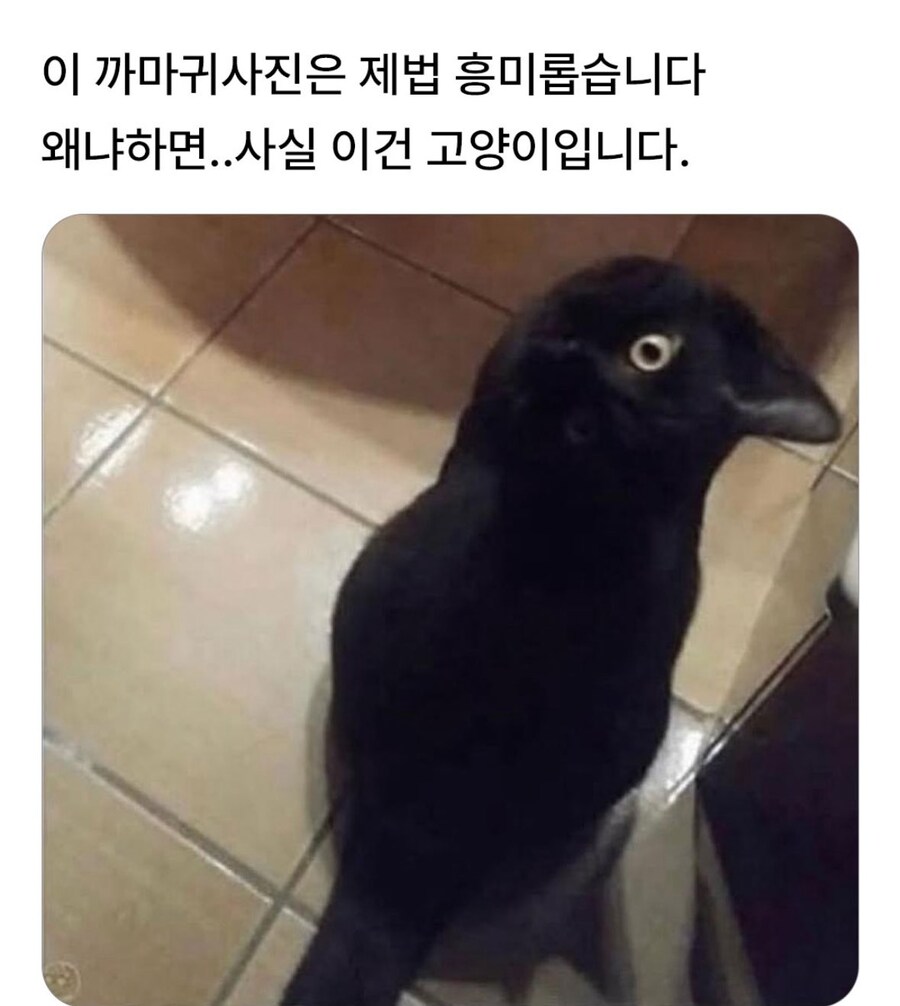 흥미로운 까마귀 사진_1.jpg
