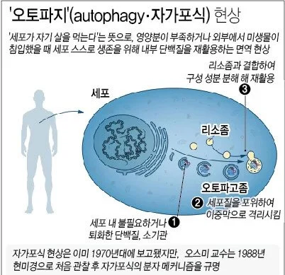 간헐적 단식은 감량에 큰 효과가 없다는 연구 결과.JPG_6.webp