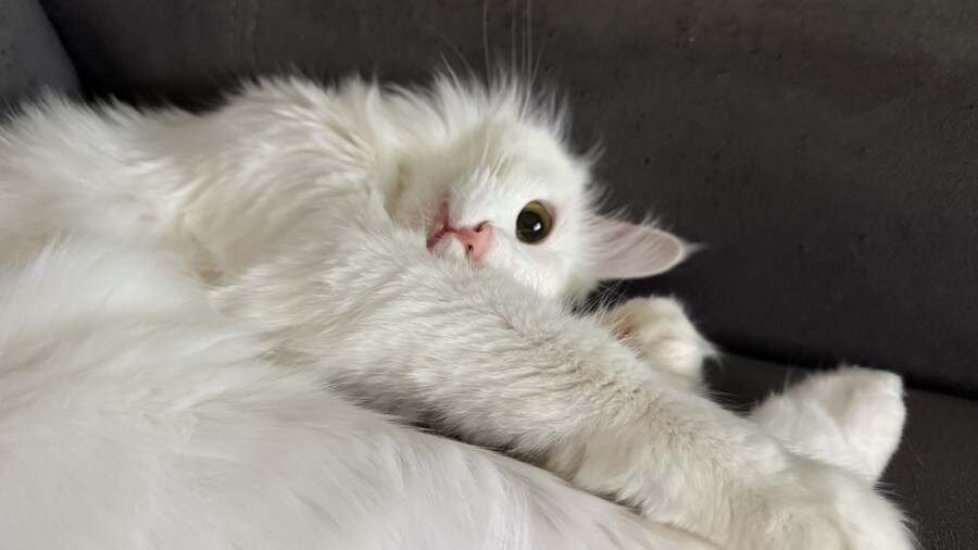Fxxk you, I am cat!_7.jpg