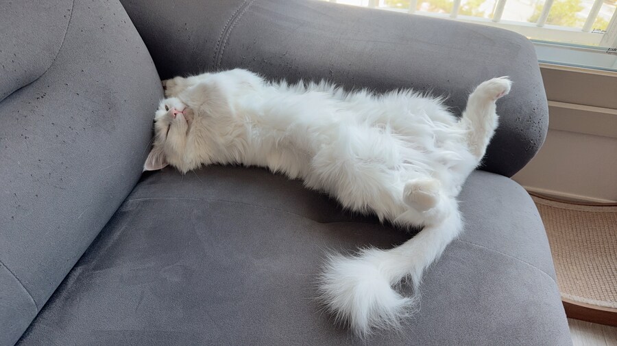 Fxxk you, I am cat!_8.jpg