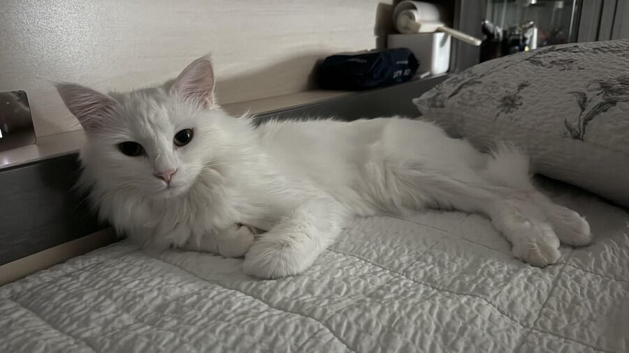 Fxxk you, I am cat!_9.jpg