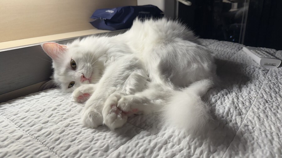 Fxxk you, I am cat!_10.jpg