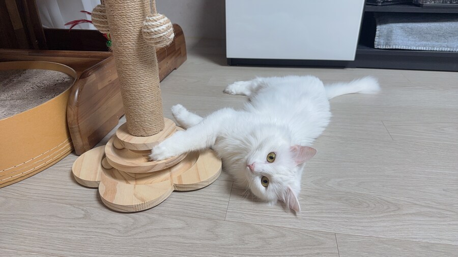 Fxxk you, I am cat!_11.jpg