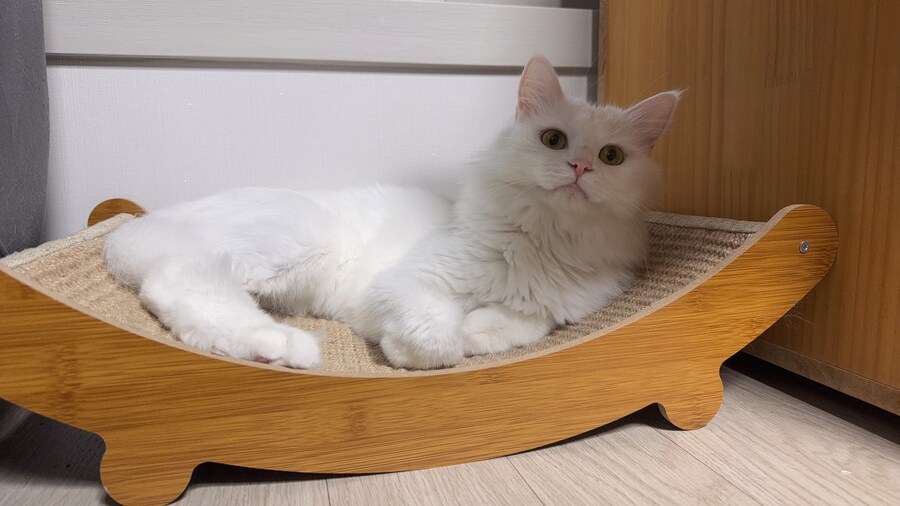 Fxxk you, I am cat!_12.jpg