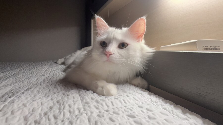 Fxxk you, I am cat!_13.jpg