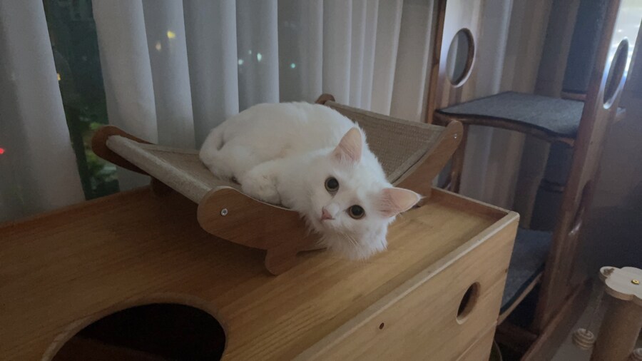Fxxk you, I am cat!_14.jpg
