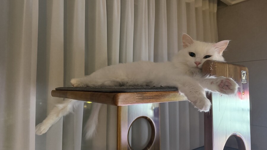 Fxxk you, I am cat!_15.jpg