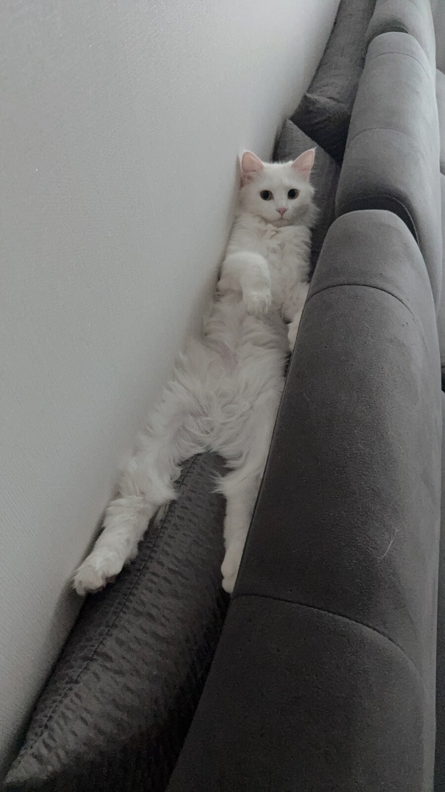 Fxxk you, I am cat!_16.jpg