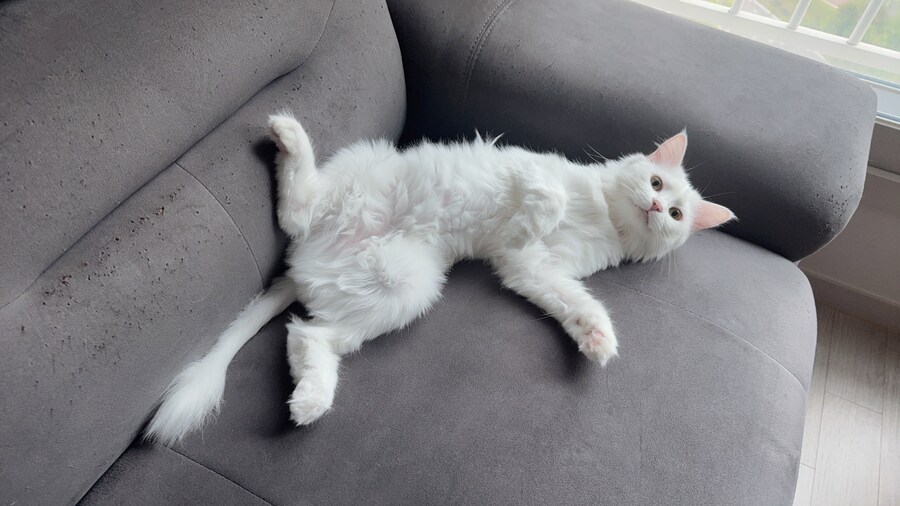 Fxxk you, I am cat!_17.jpg