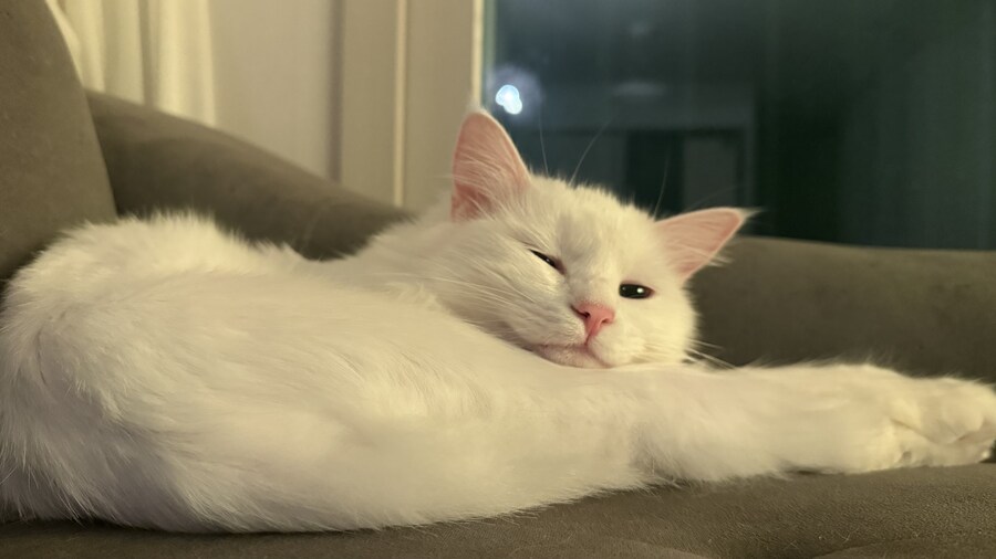 Fxxk you, I am cat!_18.jpg
