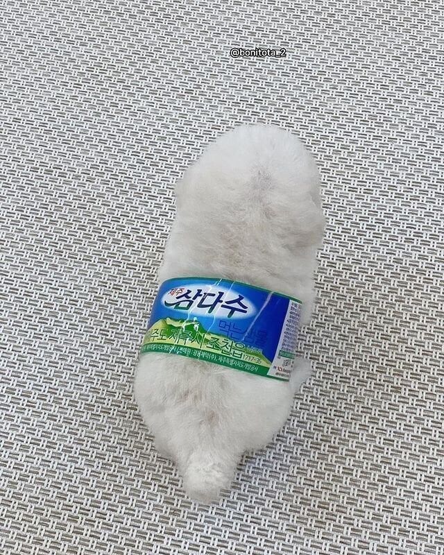 강아지 삼다수.jpg_1.jpg
