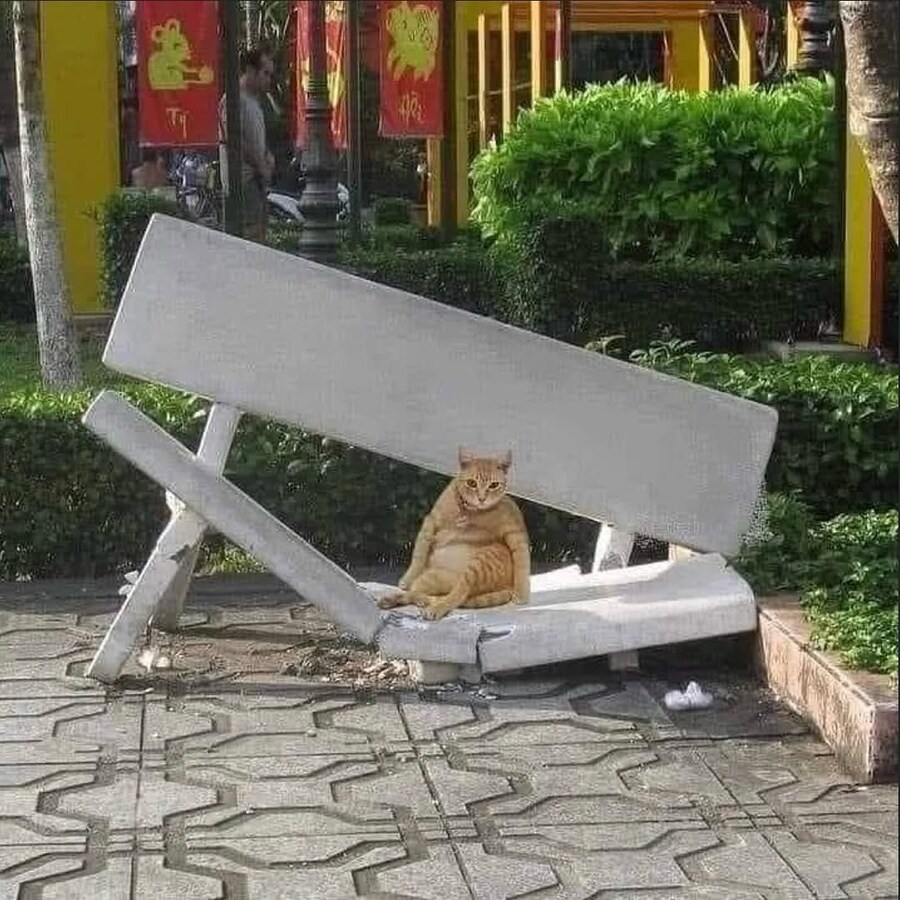엄청난 뚱보 고양이_1.jpg