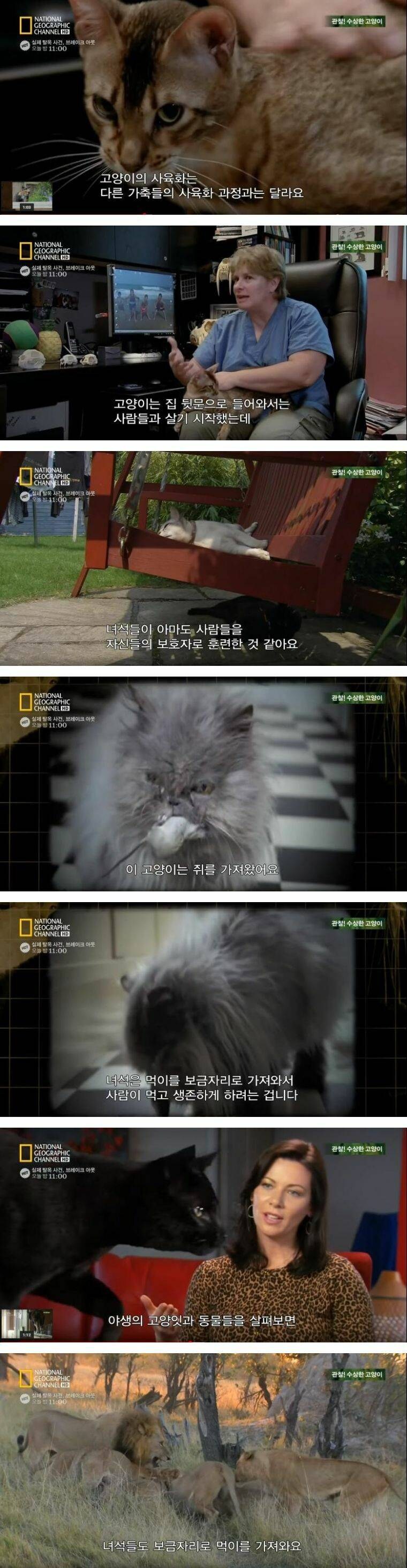 고양이의 가축화 과정 ㄷㄷㄷ_1.jpg