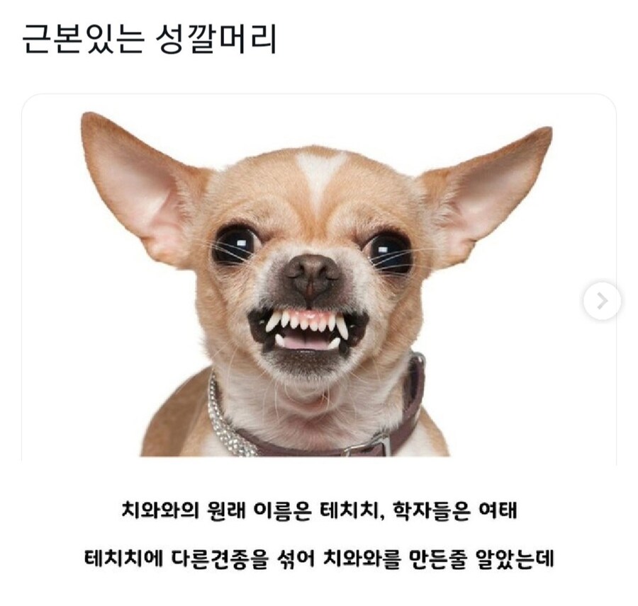근본있는 성깔머리.jpg_1.jpg