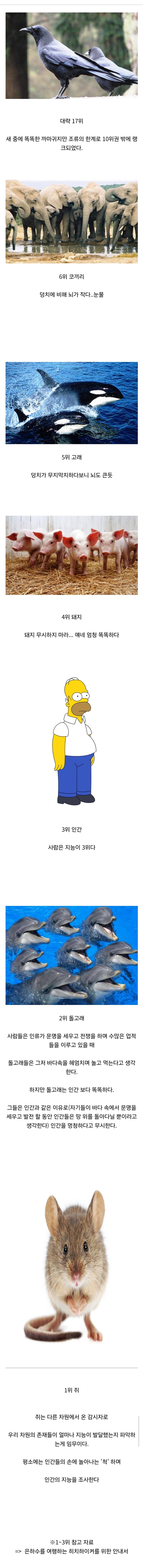동물의 지능 순위_1.jpg