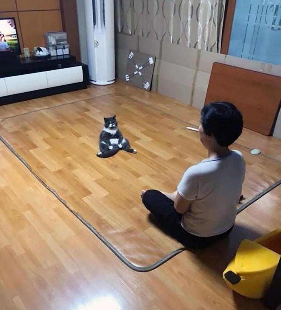 엄마한테 혼나고 대치 중인 고양이_1.jpg