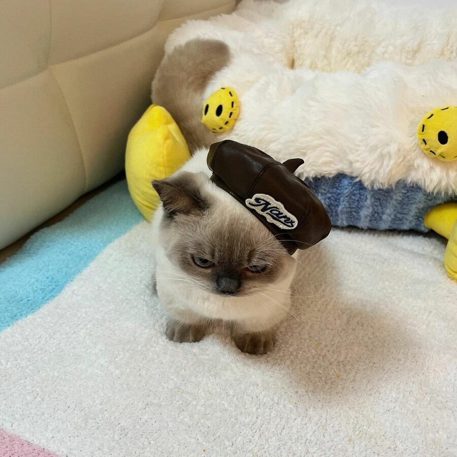 집사가 씌워준 모자때문에 짜증난 고양이.jpg_1.jpg