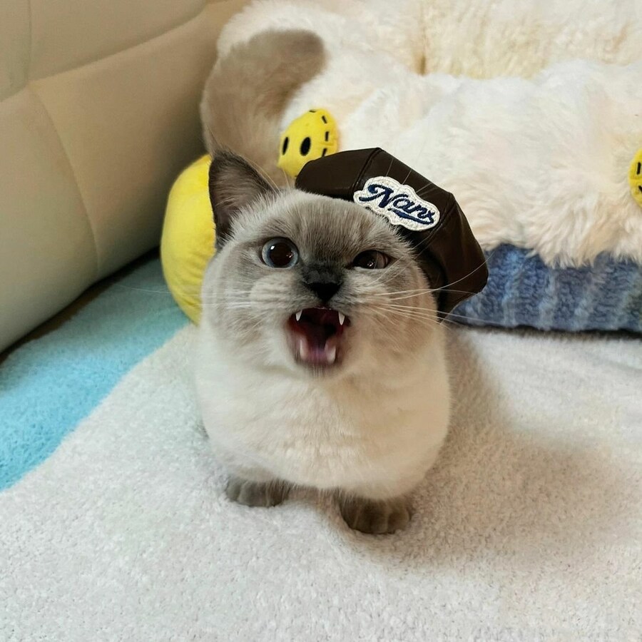집사가 씌워준 모자때문에 짜증난 고양이.jpg_2.jpg