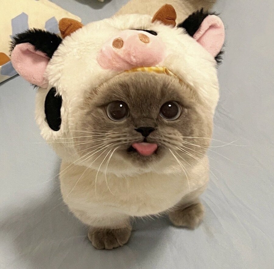 집사가 씌워준 모자때문에 짜증난 고양이.jpg_3.jpg