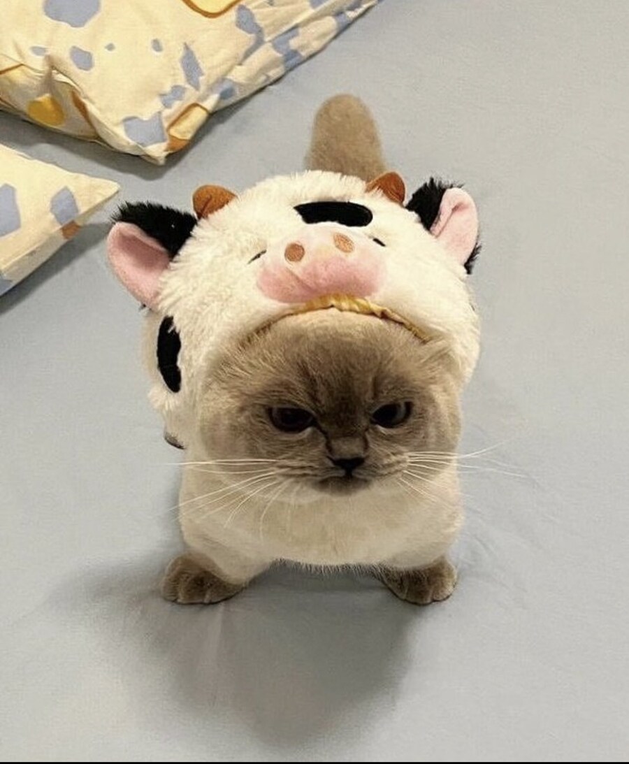 집사가 씌워준 모자때문에 짜증난 고양이.jpg_4.jpg