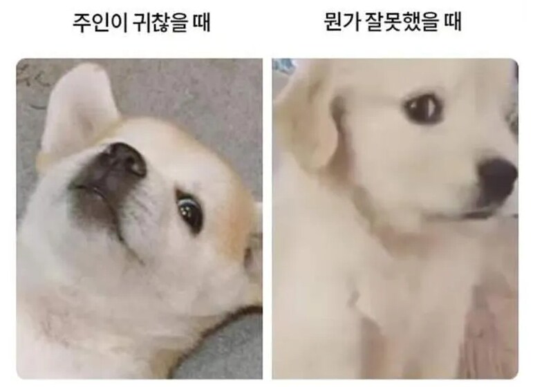 강아지 표정 국룰.jpg_1.png