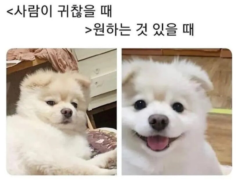 강아지 표정 국룰.jpg_2.png
