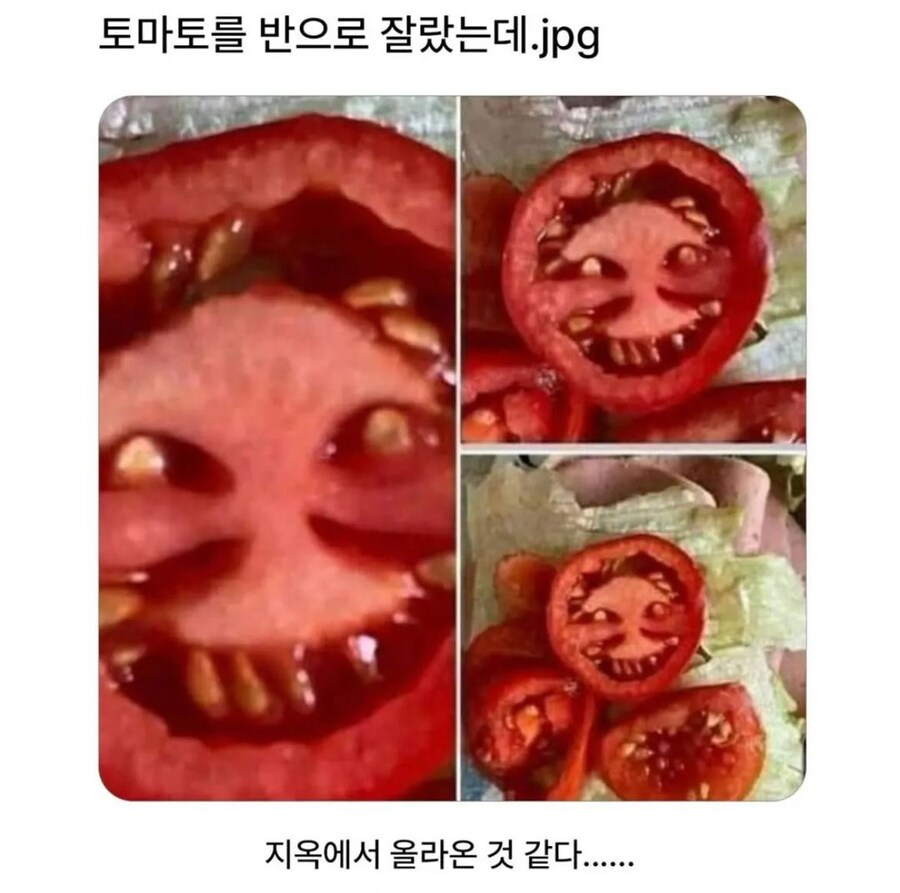 토마토를 반으로 잘랐는데.jpg_2.jpg