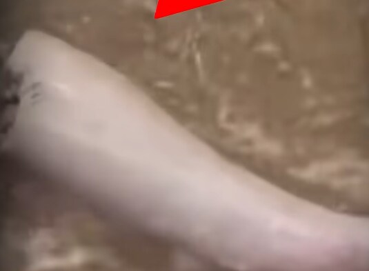 바다괴물로 알고있는 사진의 정체.jpg_4.png