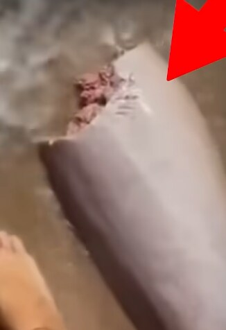 바다괴물로 알고있는 사진의 정체.jpg_5.png