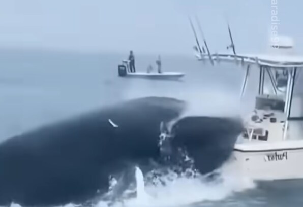 바다괴물로 알고있는 사진의 정체.jpg_6.png