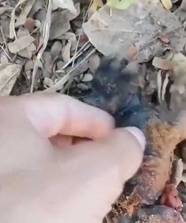 버려진 냥이 확대시키기_3.png